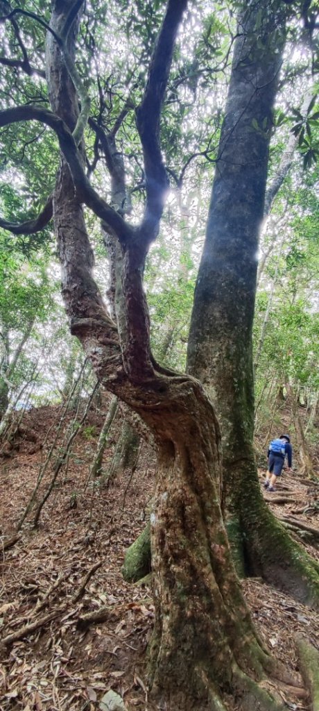 大雪山進屋我尾_2652479