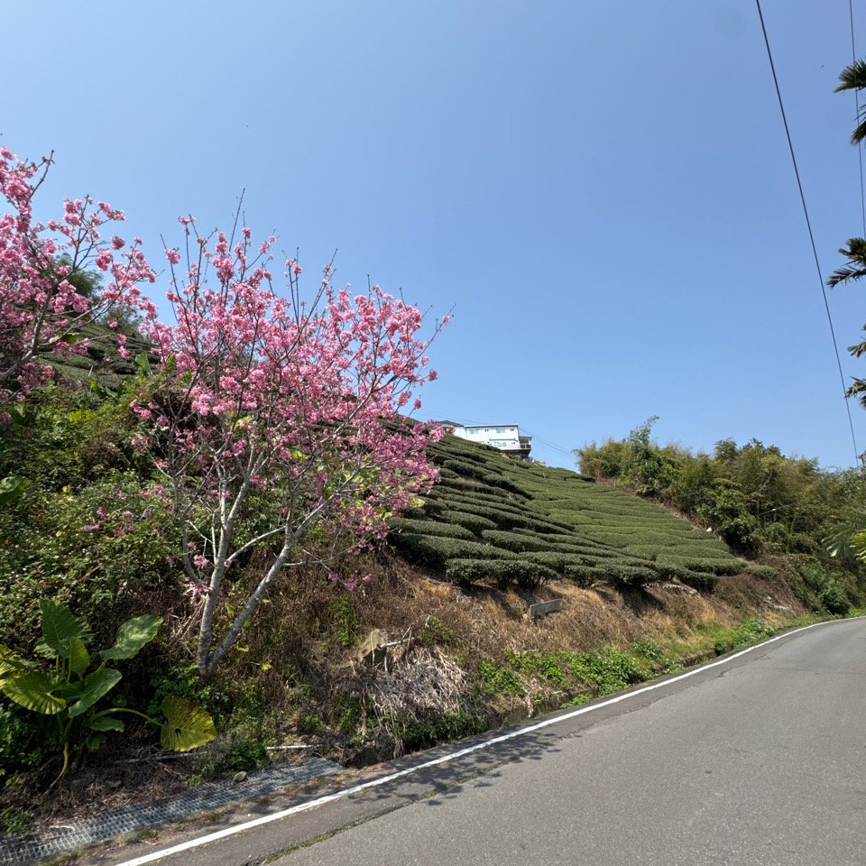 20250308古坑後棟山涼亭、挑筍古道_2730490