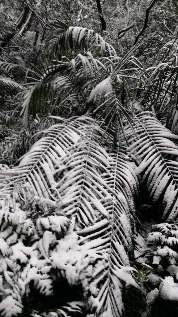 向天池賞雪_29911