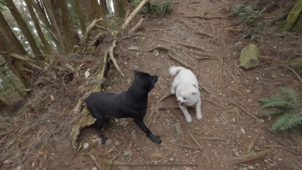 全家一起爬馬崙山順便上馬白稜線藏水 2024.3.28_2468330