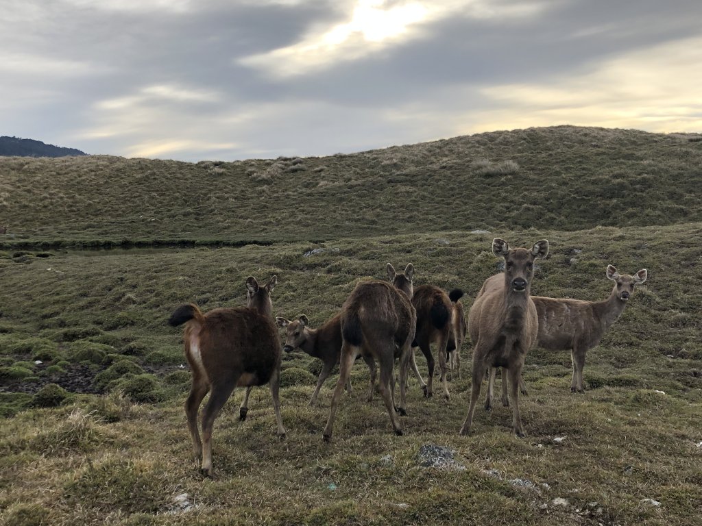 水鹿天堂-能高安東軍蹤走_572997