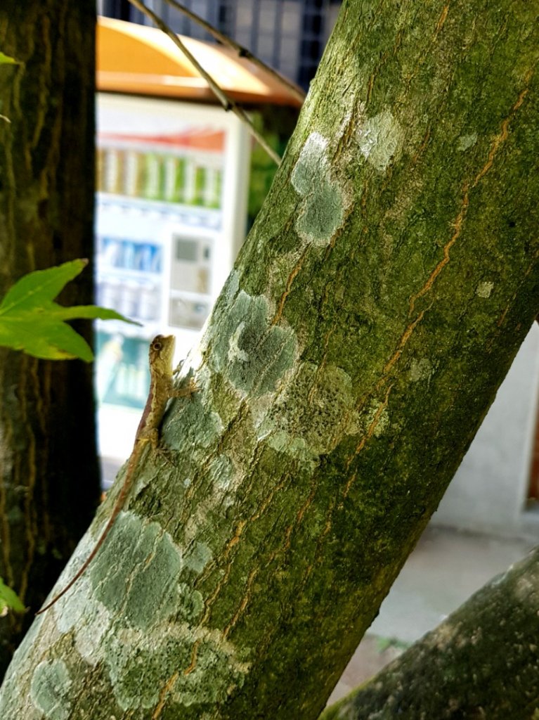 金包里大路。日人路_1104826