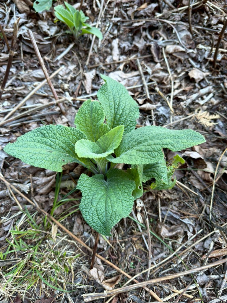 2025.11.30 西巒大山_2952300