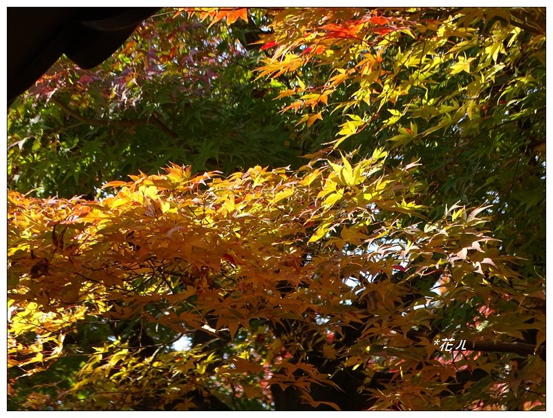 京都/東福寺的紅葉_755294