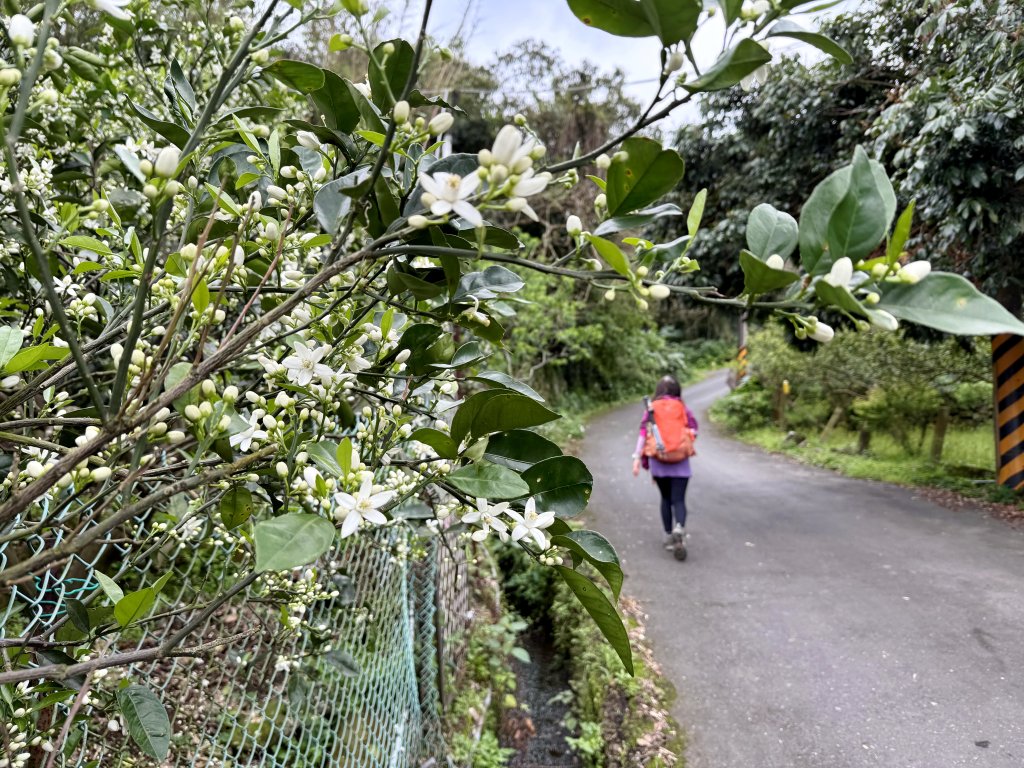 淡水搭渡輪上觀音山+占山O繞 搭公車接渡輪回淡水-20250318_2770627