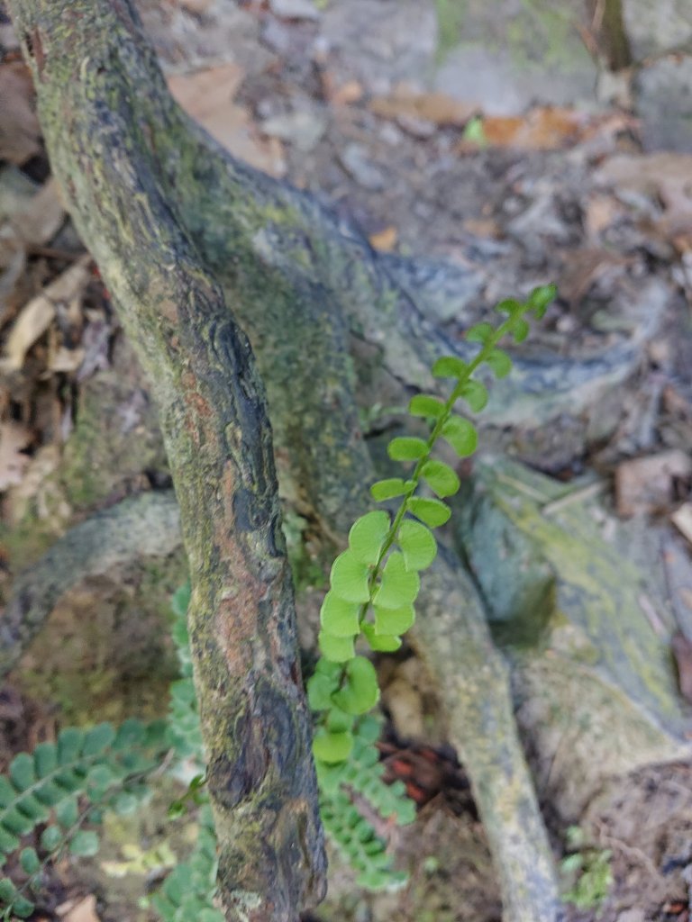 唐麻丹山_2790148