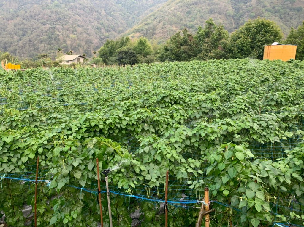 南投｜信義 郡大山兩天一夜_1488019