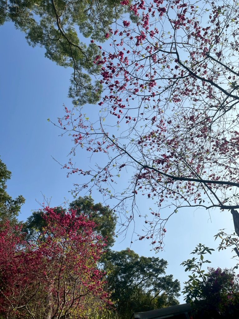 2026/2/22中坑山+飛鳳山封面圖