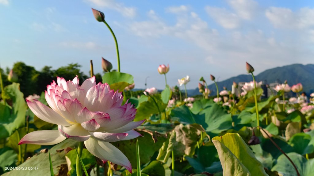 天龍國阿伯的日常-雲山水花鳥蝶 6/23_2532511
