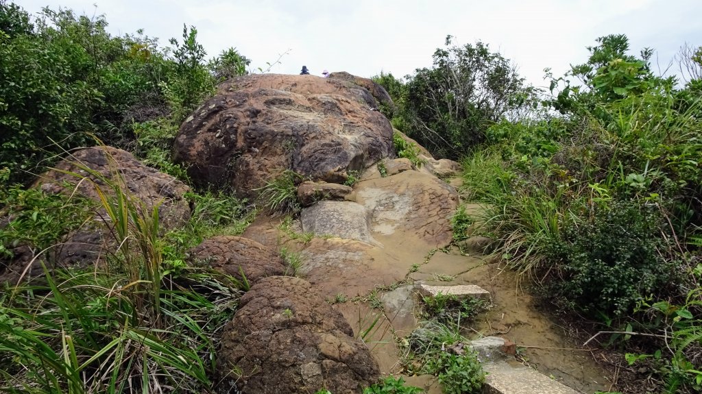 樹梅古道,不二法門_2240025