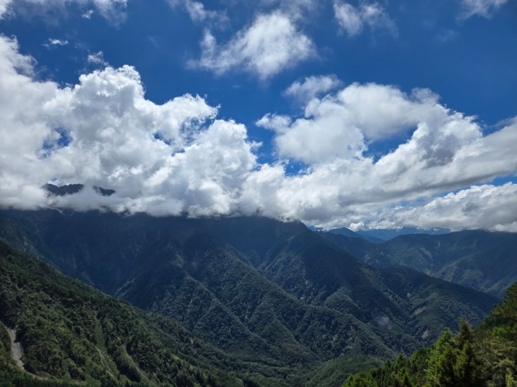 塔塔加步道（大鐵杉登山步道）封面圖