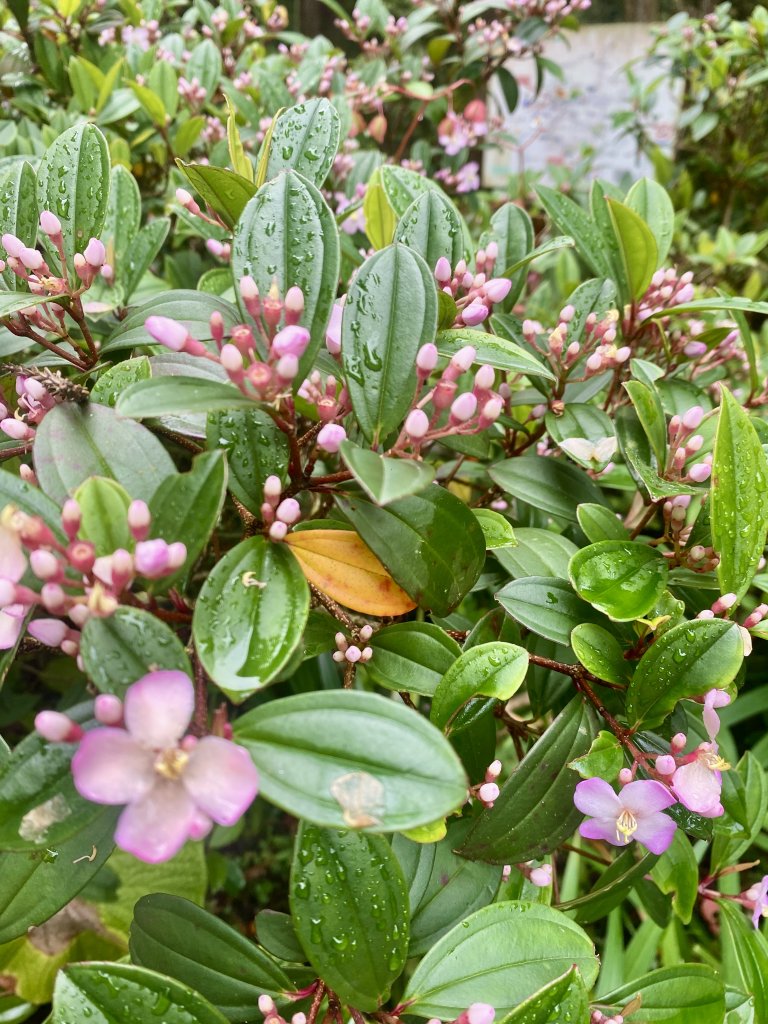 溪頭散步悠遊    2024.5.20_2517677