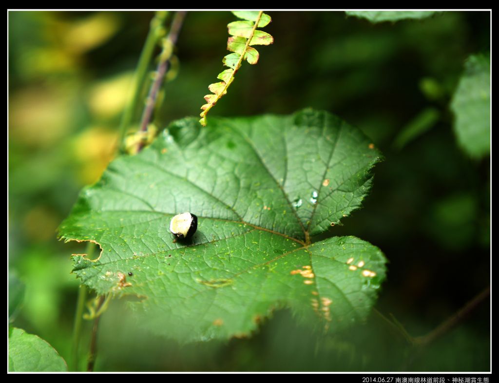 南澳 神秘湖（南澳南線林道）_351431