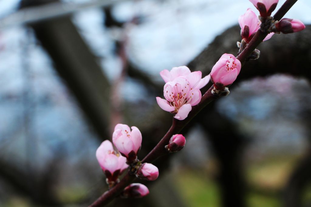 閂山、鈴鳴山 ~ 山巔雲端 , 與美麗山林_307344