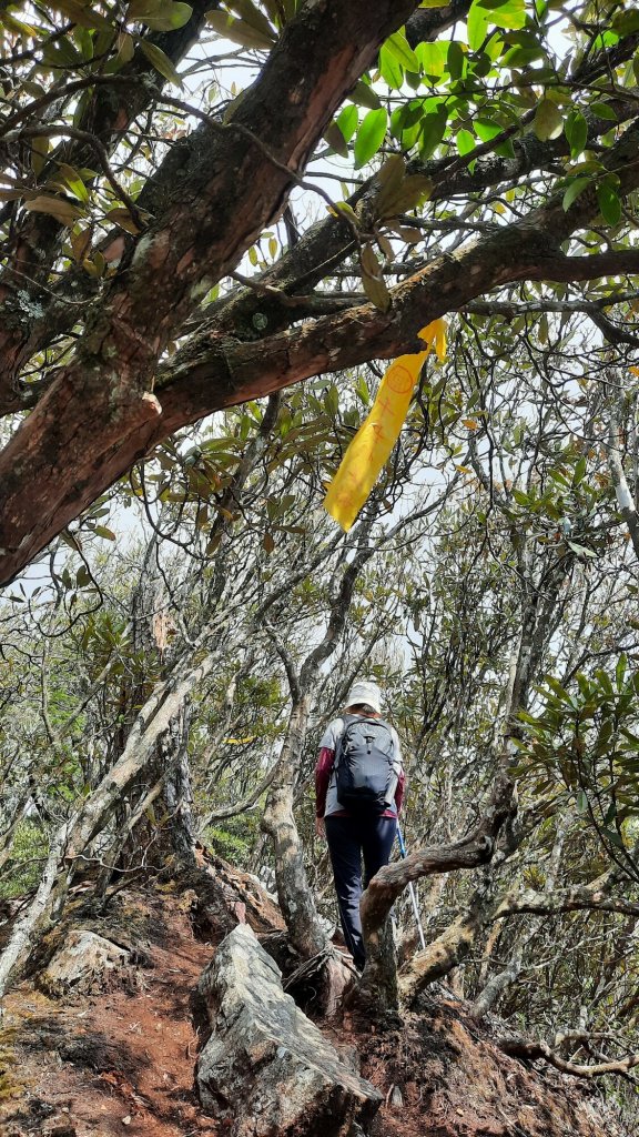 《台中》訪一葉蘭｜大雪山210林道（船型山林道）上烏石坑山20230412_2111445