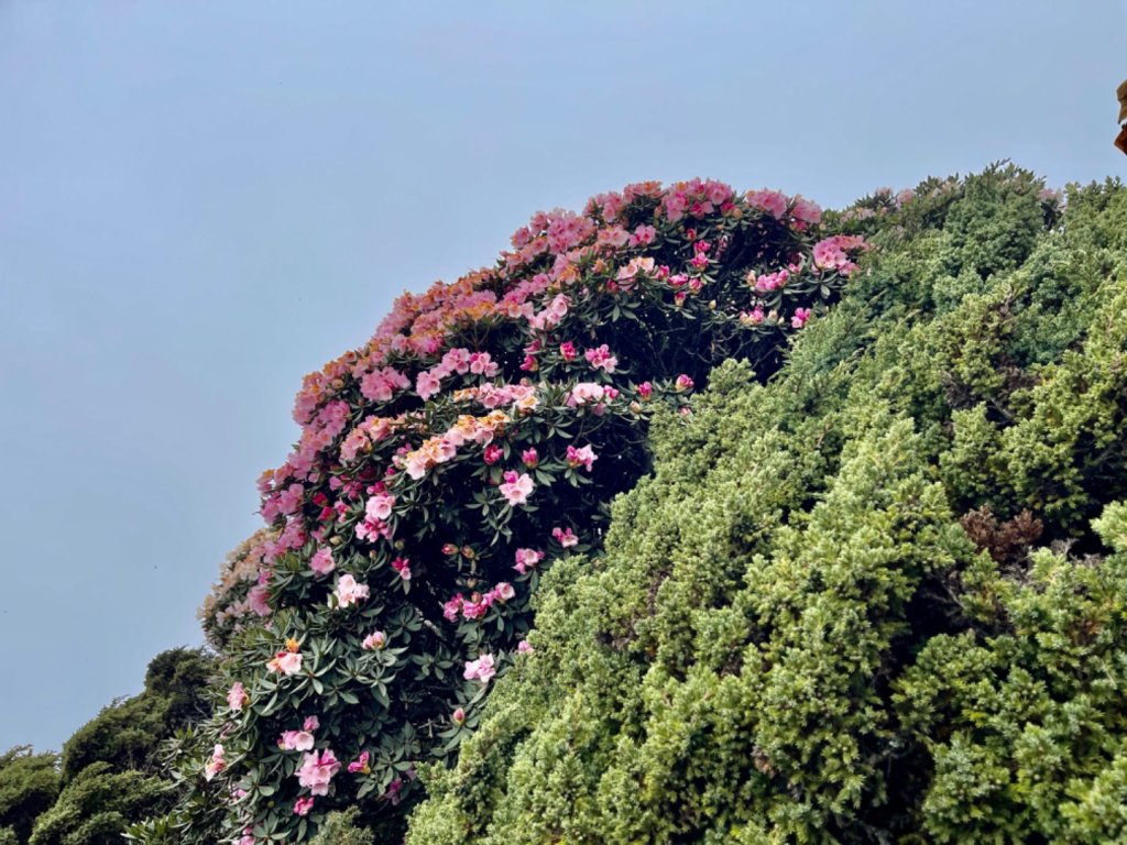 1130519合歡東峰杜鵑花_2509109