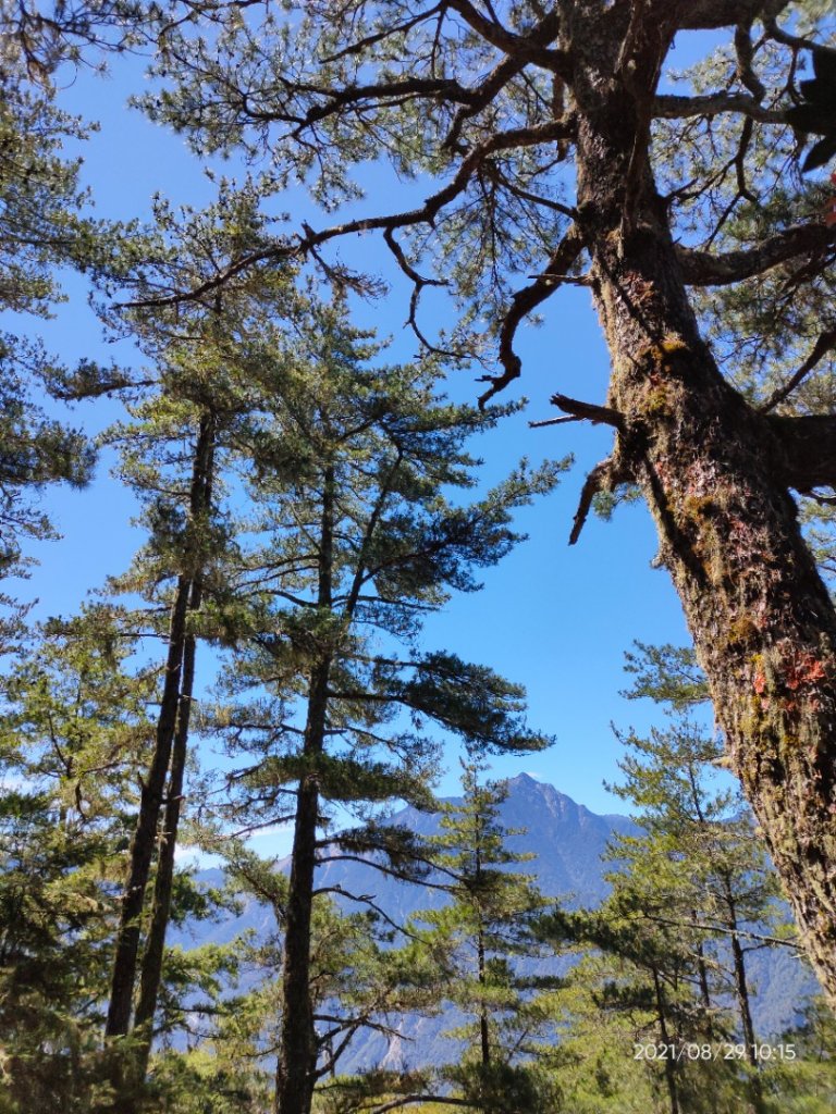 西巒大山．郡大山．治茆山_1450640