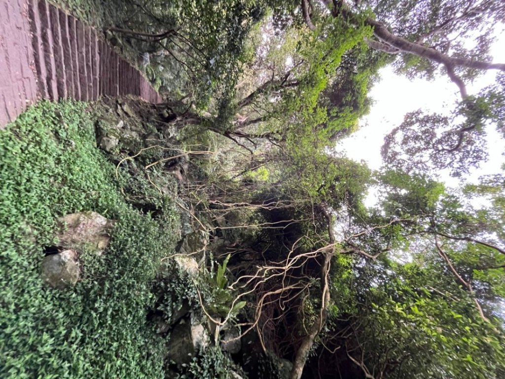 觀音山硬漢嶺_2532196