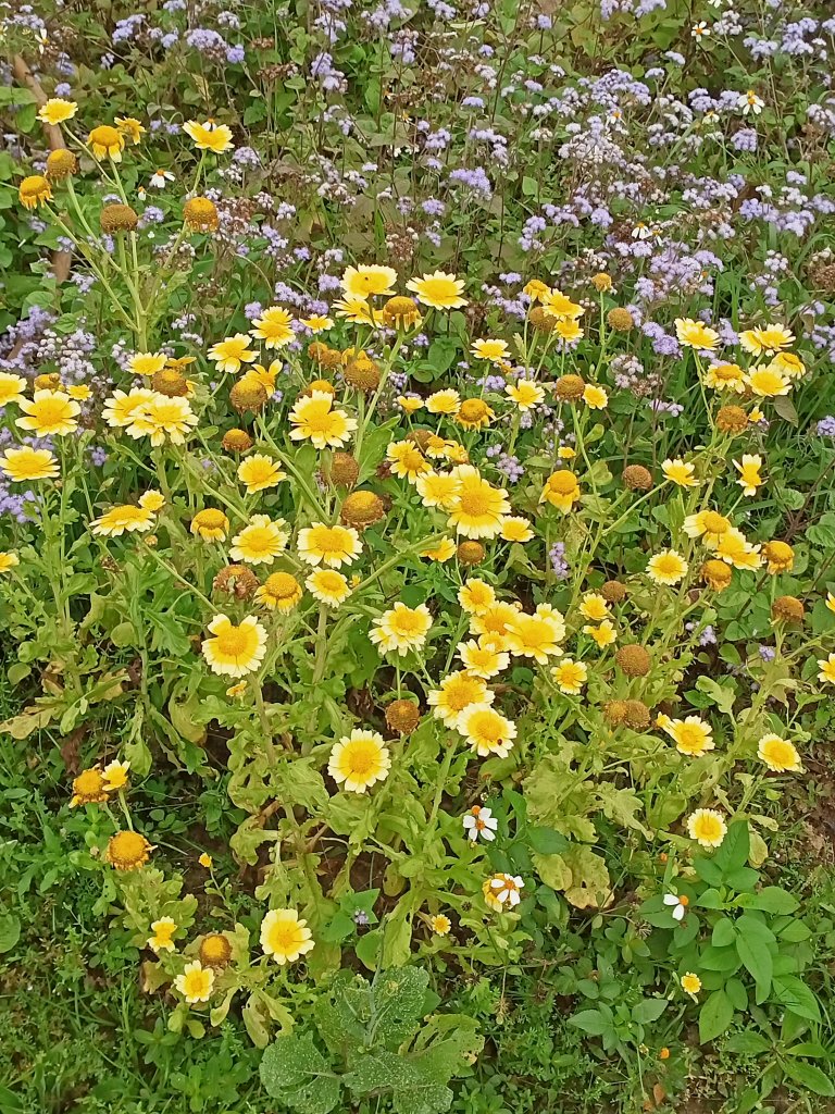 從新（心）出發遊蘆竹 - 横坑山、大古山_1317813
