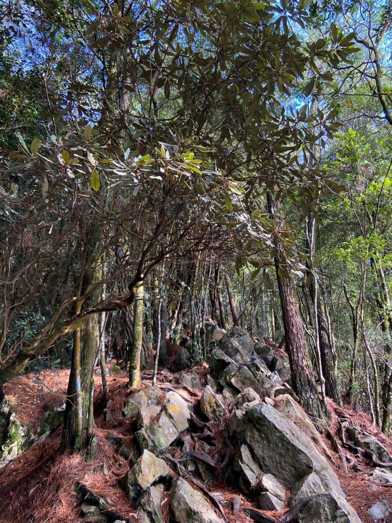 鳶嘴,捎來,橫嶺_1958460