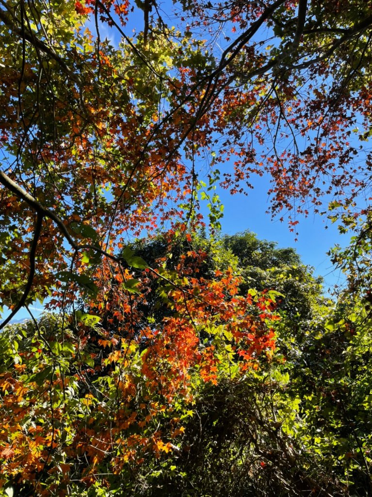 馬那邦山賞楓趣_1549553