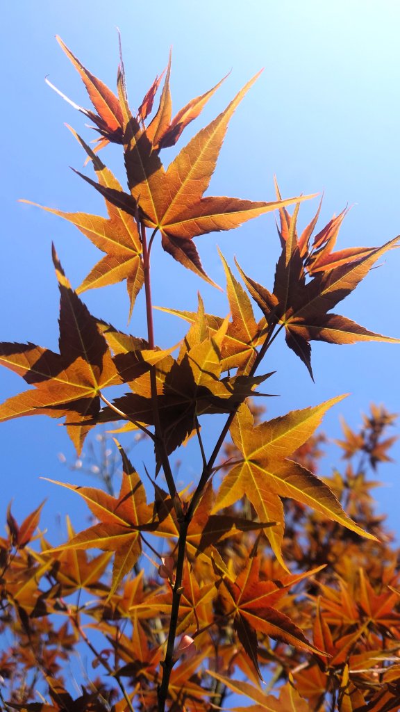 春天鮮綠的呢喃基隆荖寮坑古道上望古山登五分山O型_2747329