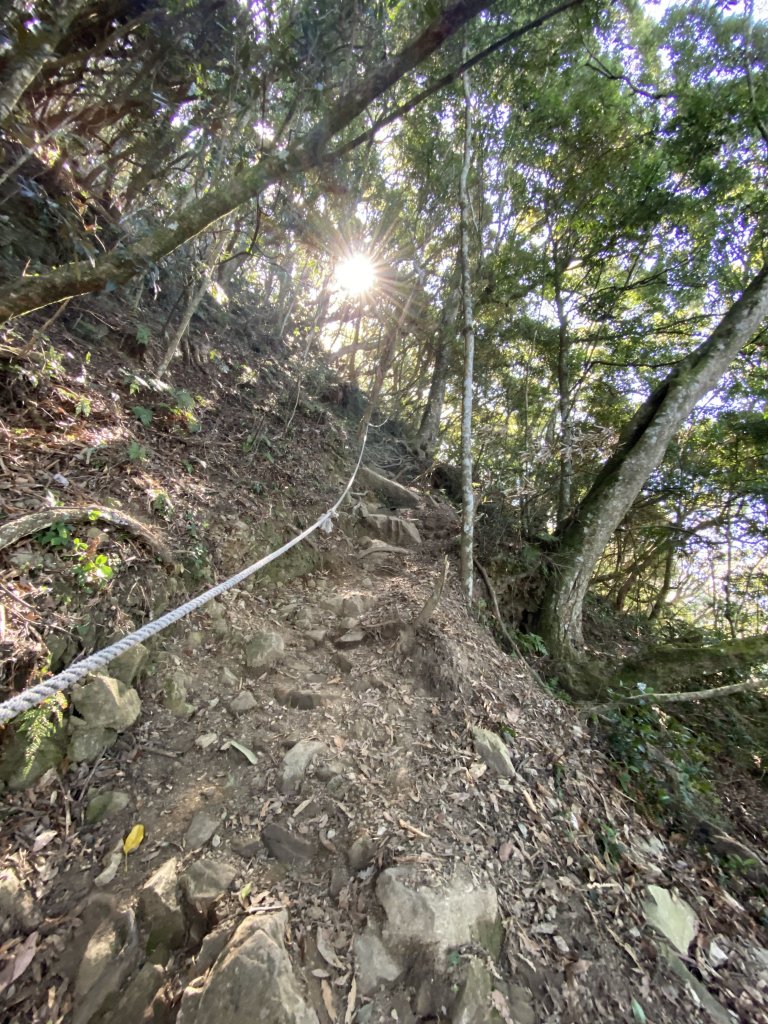 苗栗-加里山 杜鵑嶺_869128