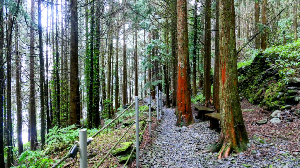 《青玉案・福壽山櫻》_2712418