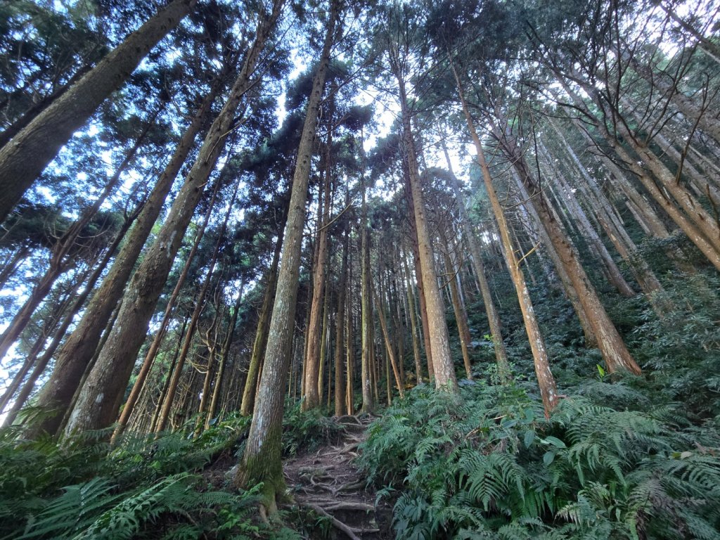 油羅山_3014851