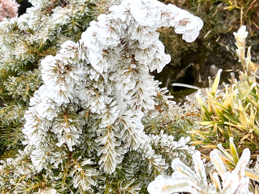 霧淞白頭合歡東_2071820