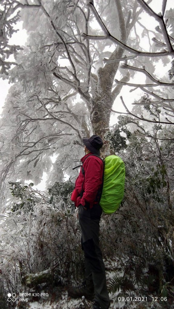 雪白山毛櫸(內鳥嘴山)_1233289