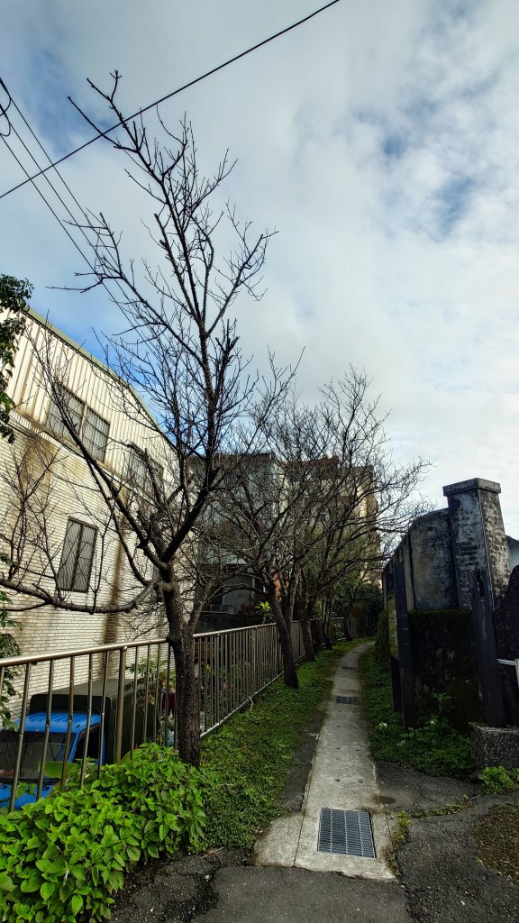 20260125 陽明山前後山健行(無極天元宮~山仔頂步道.向天池.向天山.面天山.二子坪)_2997929