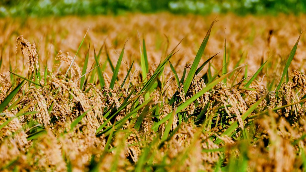 富岡仙草花_2942430