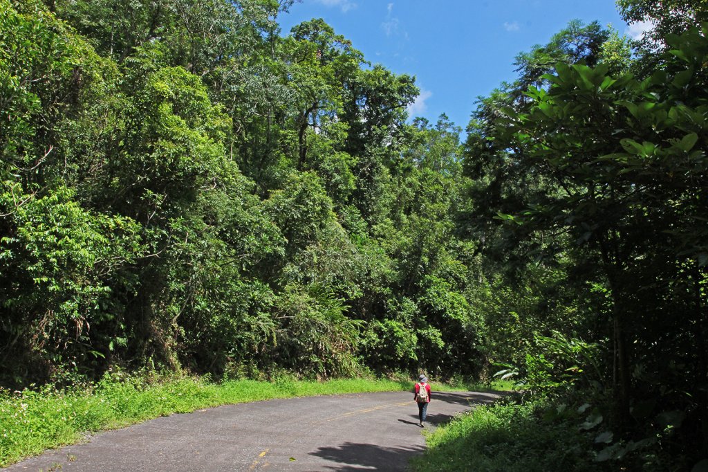 拳頭姆自然步道輕鬆行_792643