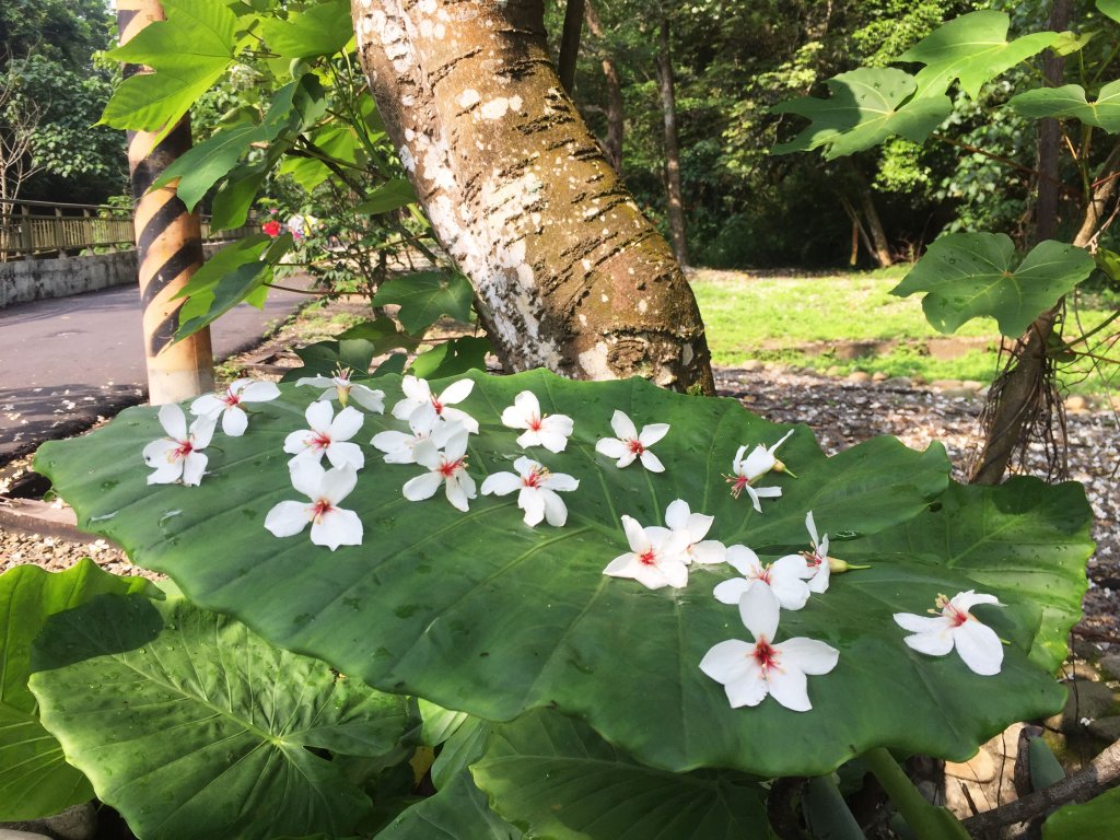 桐花挑水 20190427_575768