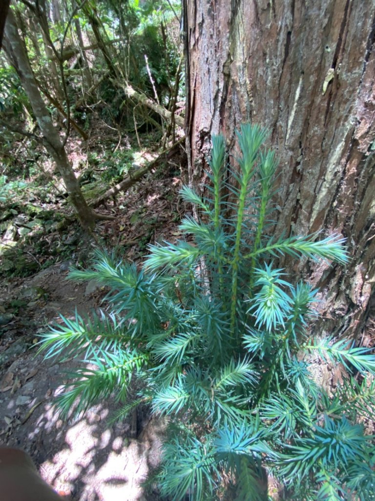 瓦拉米步道。蕨美的奇幻旅程_1483875