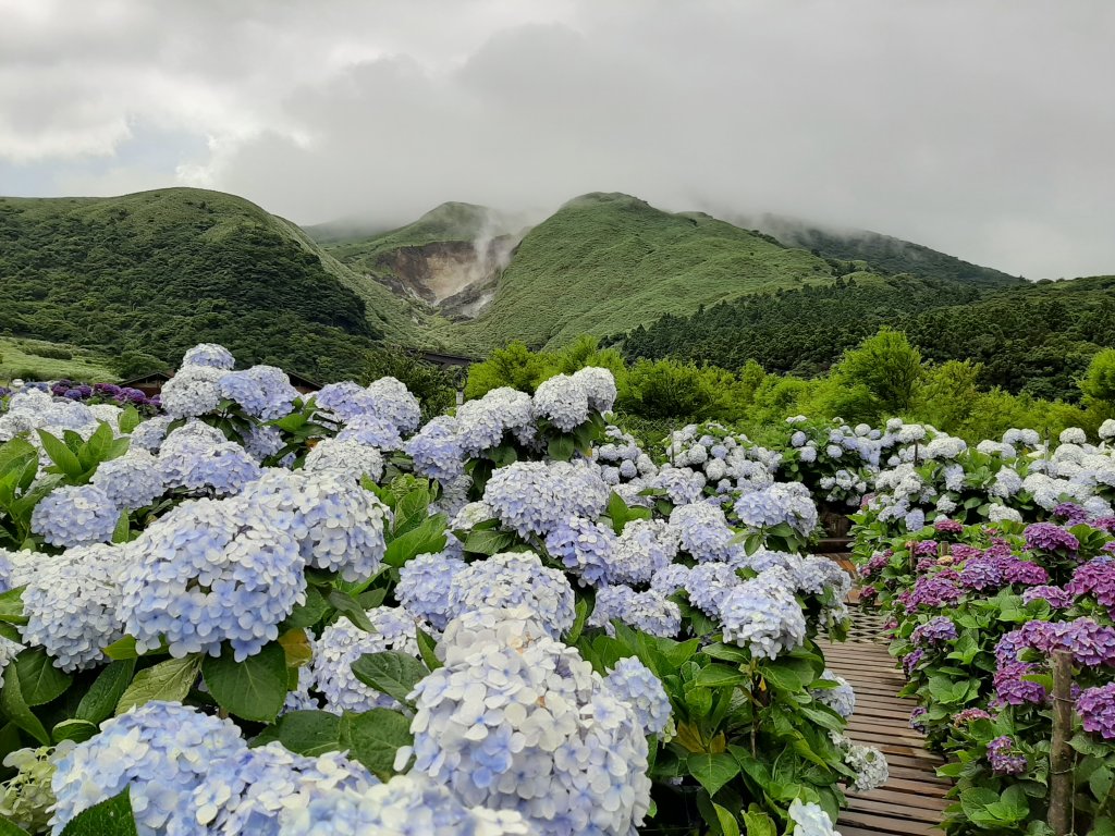 繡球花田繽紛多彩。雲霧飄緲群山間_989372