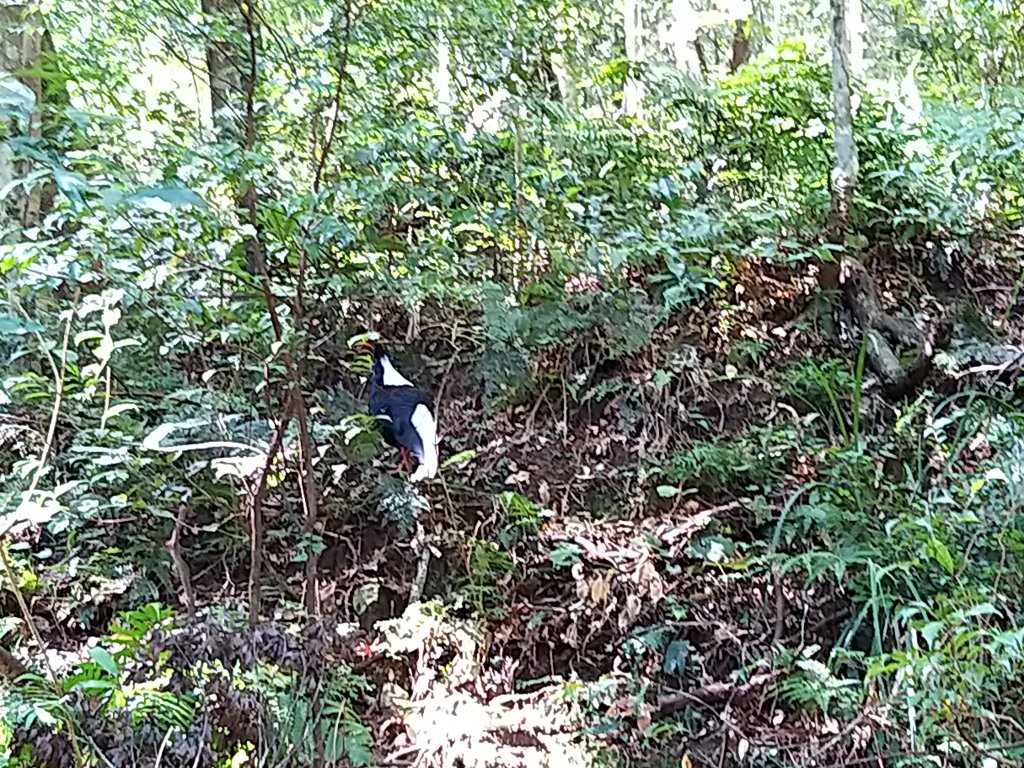 北插真面目_753461