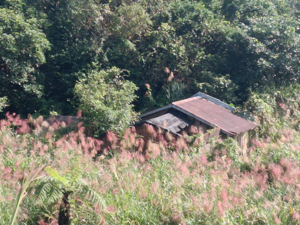 雙溪區東內平林山+上平林山+平林山去回封面圖