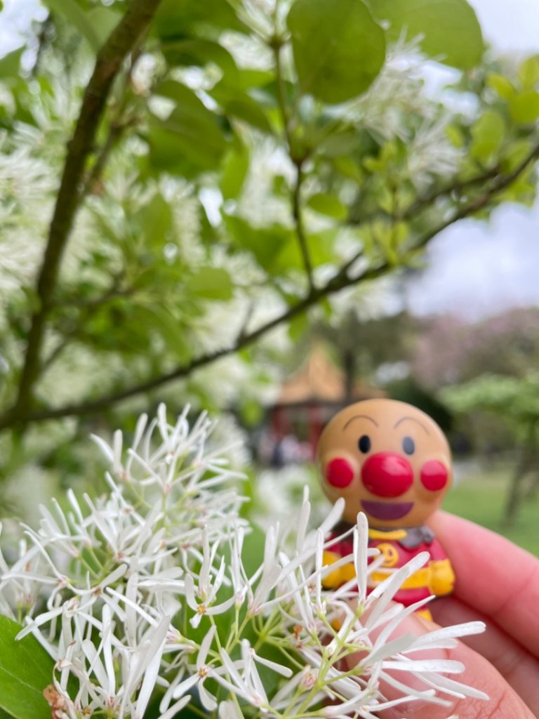 如夢似幻的四月雪-龍潭石管局-流蘇花盛開中_2748615