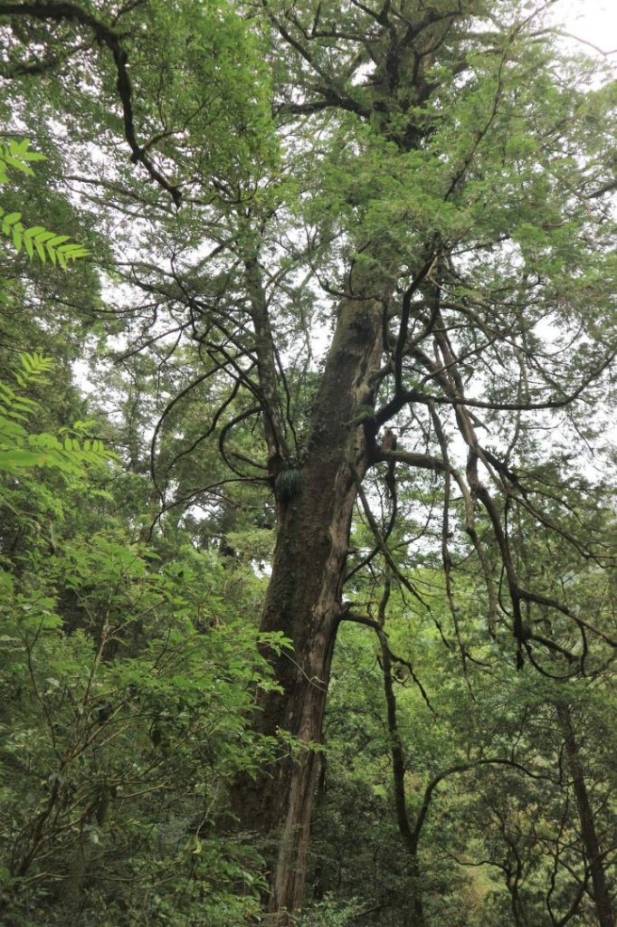 〔桃園復興〕拉拉山巨木，史詩級魔幻森林，75公頃紅檜 扁柏森林浴_2237020