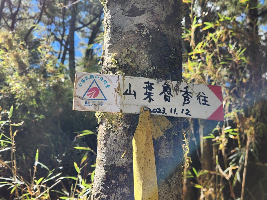 【中級山縱走】羅馬縱走，走進神木的夢幻童話森林世界_2943202