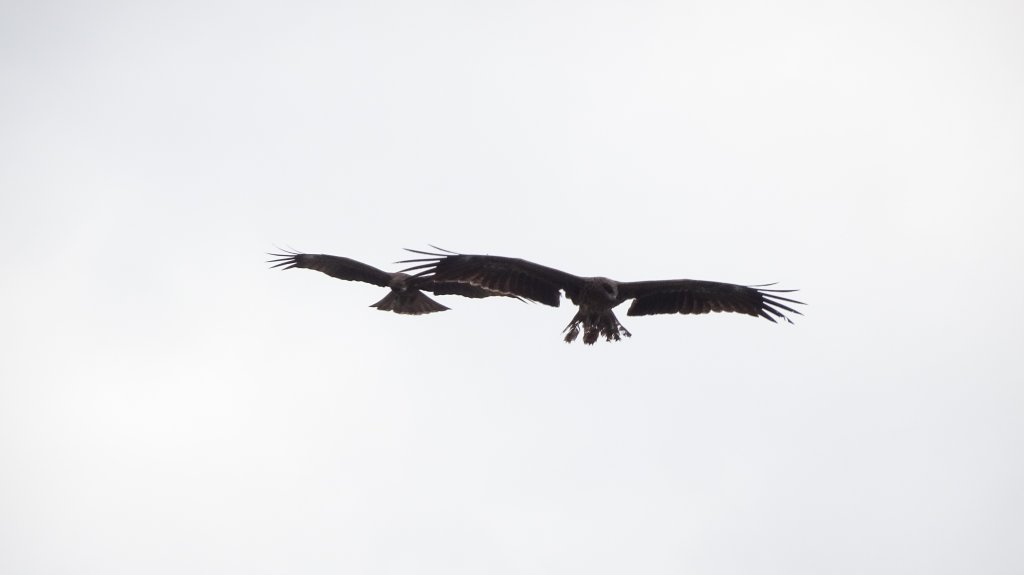 槓子寮砲台_1967858