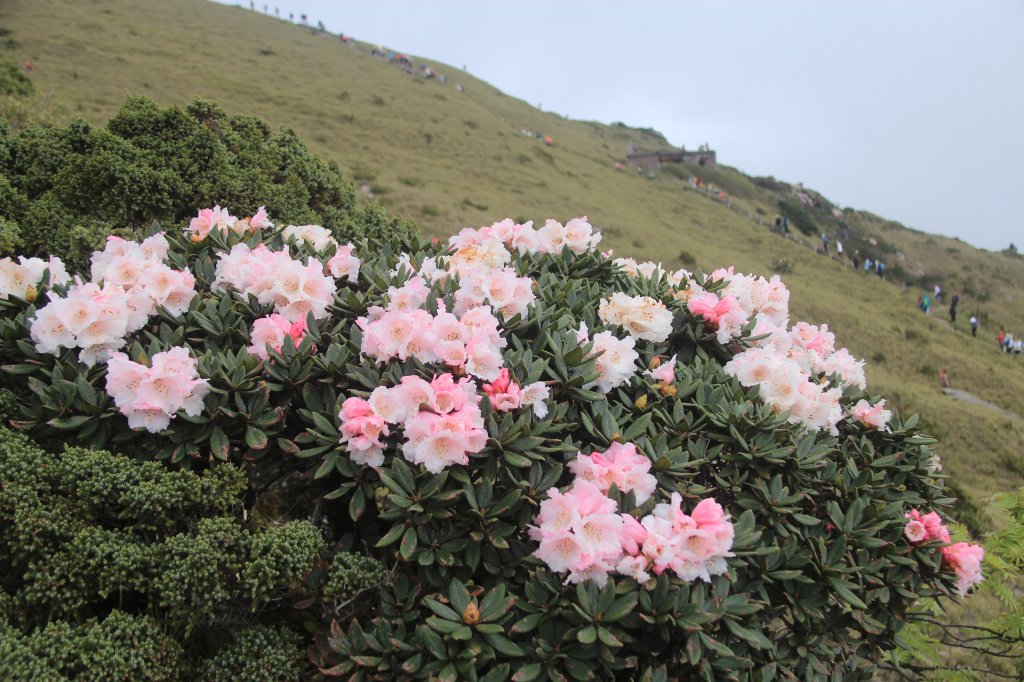 合歡東峰賞花趣_2496676