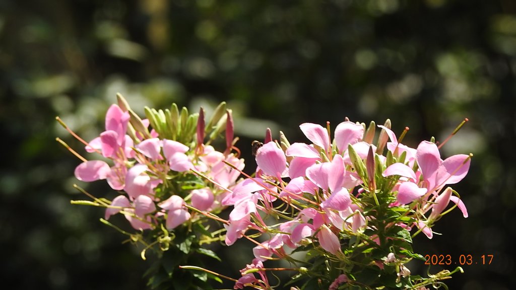 追花是簡單的快樂，賞花是恬淡的幸福。3/17_2073437