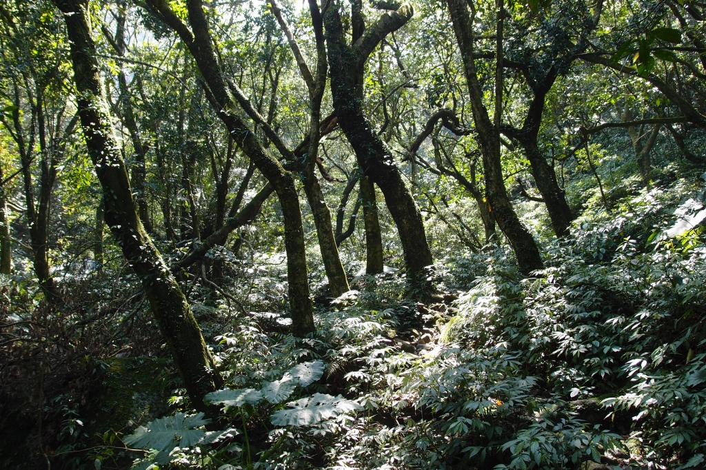 大屯溪古道上小觀音山西峰_32770