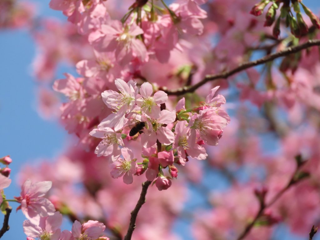 陽明山2停［杜鵑茶花園］櫻花盛開_2437275