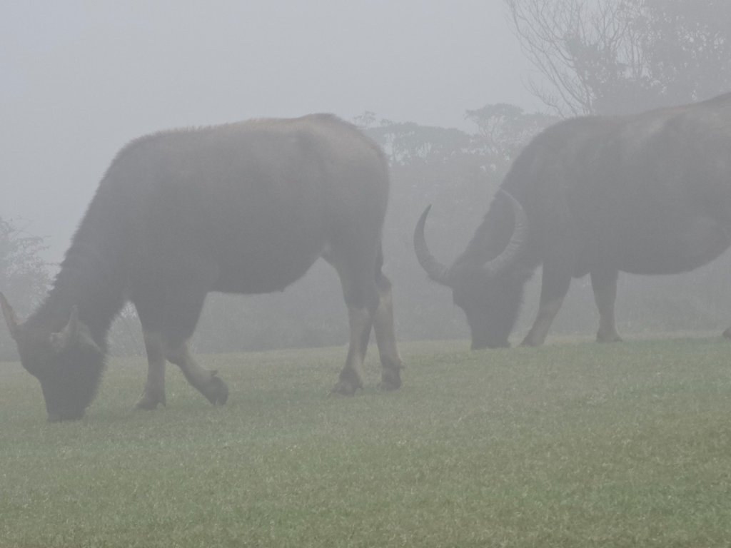 2025臺北大縱走第三段：小油坑至風櫃口_2973464
