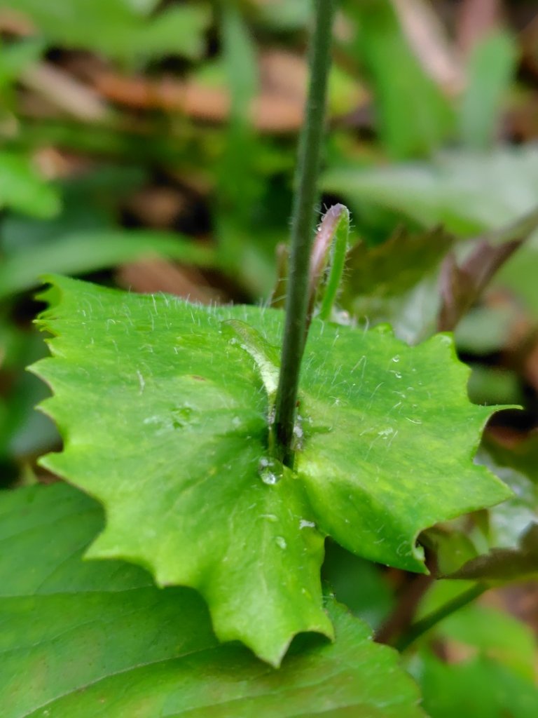 苗栗關刀山_2975050