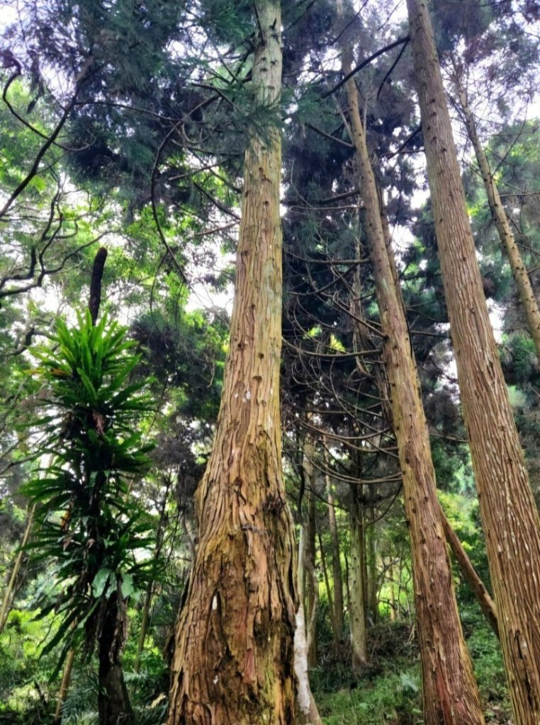 【中級山】水雲三星，鳥嘴山（上島山）_2743360